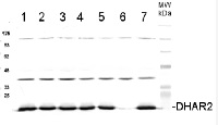 DHAR2 | Dehydroascorbate Reductase 2 in the group Antibodies Plant/Algal / Environmental Stress / Oxidative stress at Agrisera AB (Antibodies for research) (AS11 1747)